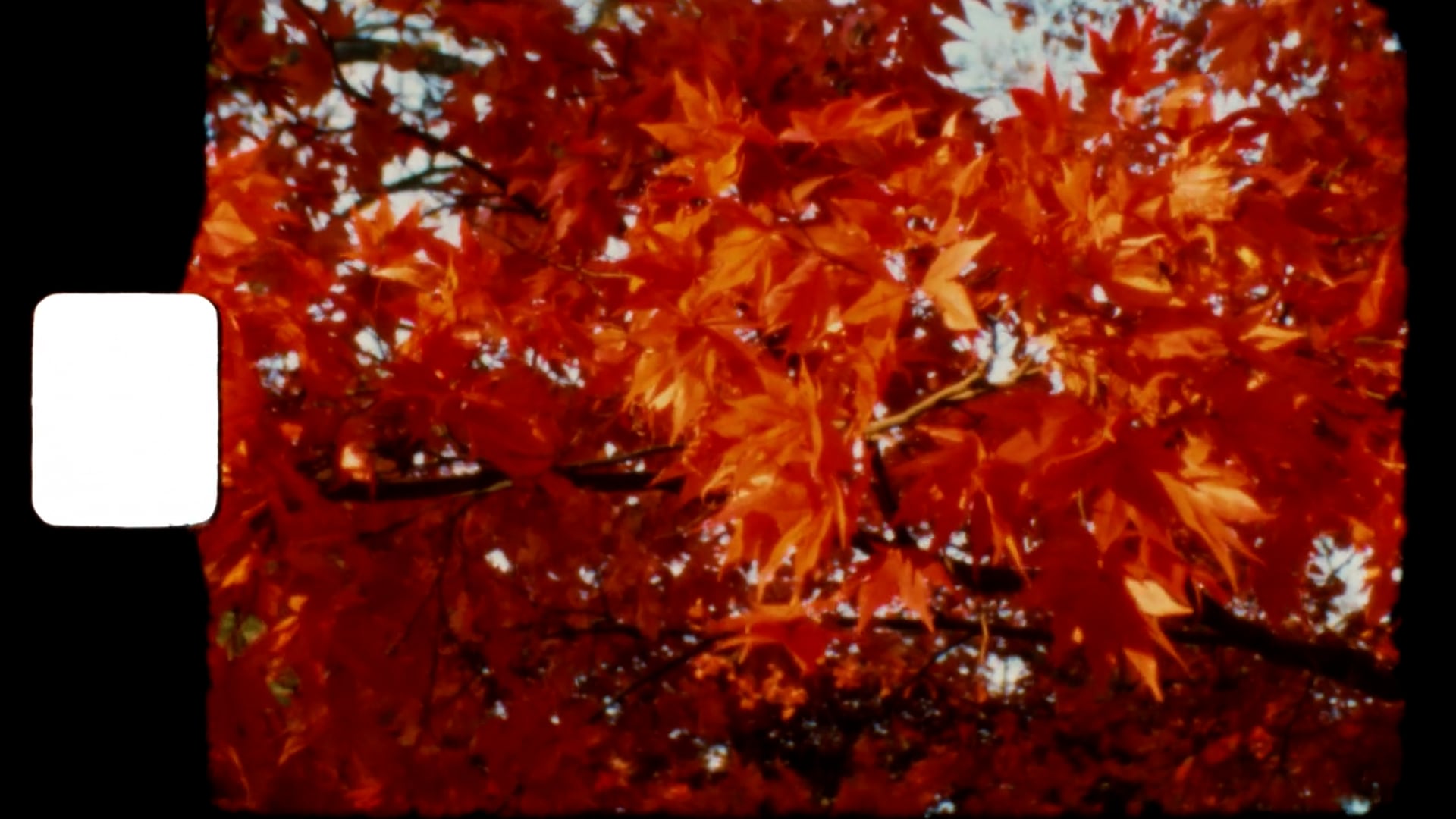 Autumn Leaves Super 8 Footage Final