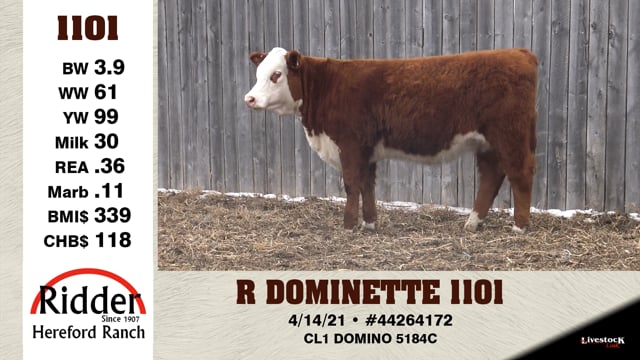 Lot #1101 - R DOMINETTE 1101