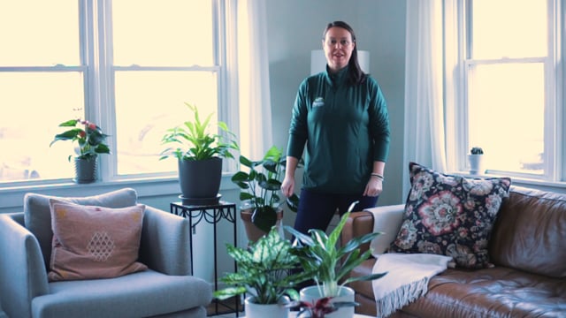 Houseplant Lighting Guide