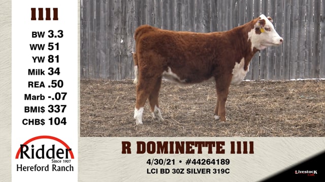 Lot #1111 - R DOMINETTE 1111