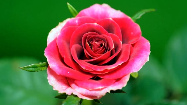 Bloom, Flower, Bright. Free Stock Video - Pixabay
