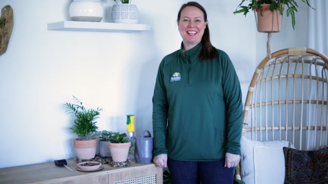 How to Increase Humidity for Houseplants