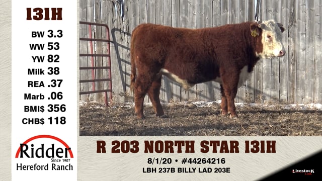 Lot #131H - R 203 NORTH STAR 131H