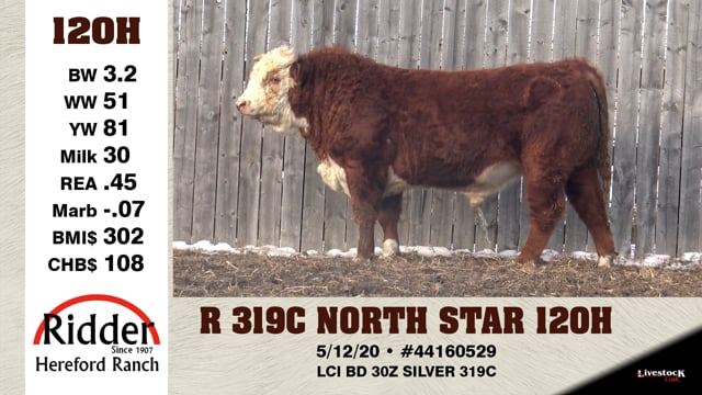 Lot #120H - R 319C NORTH STAR 120H