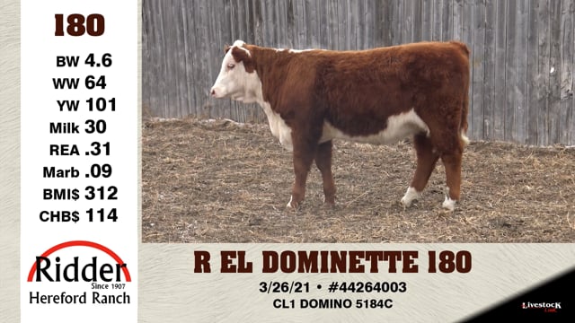 Lot #180 - R EL DOMINETTE 180