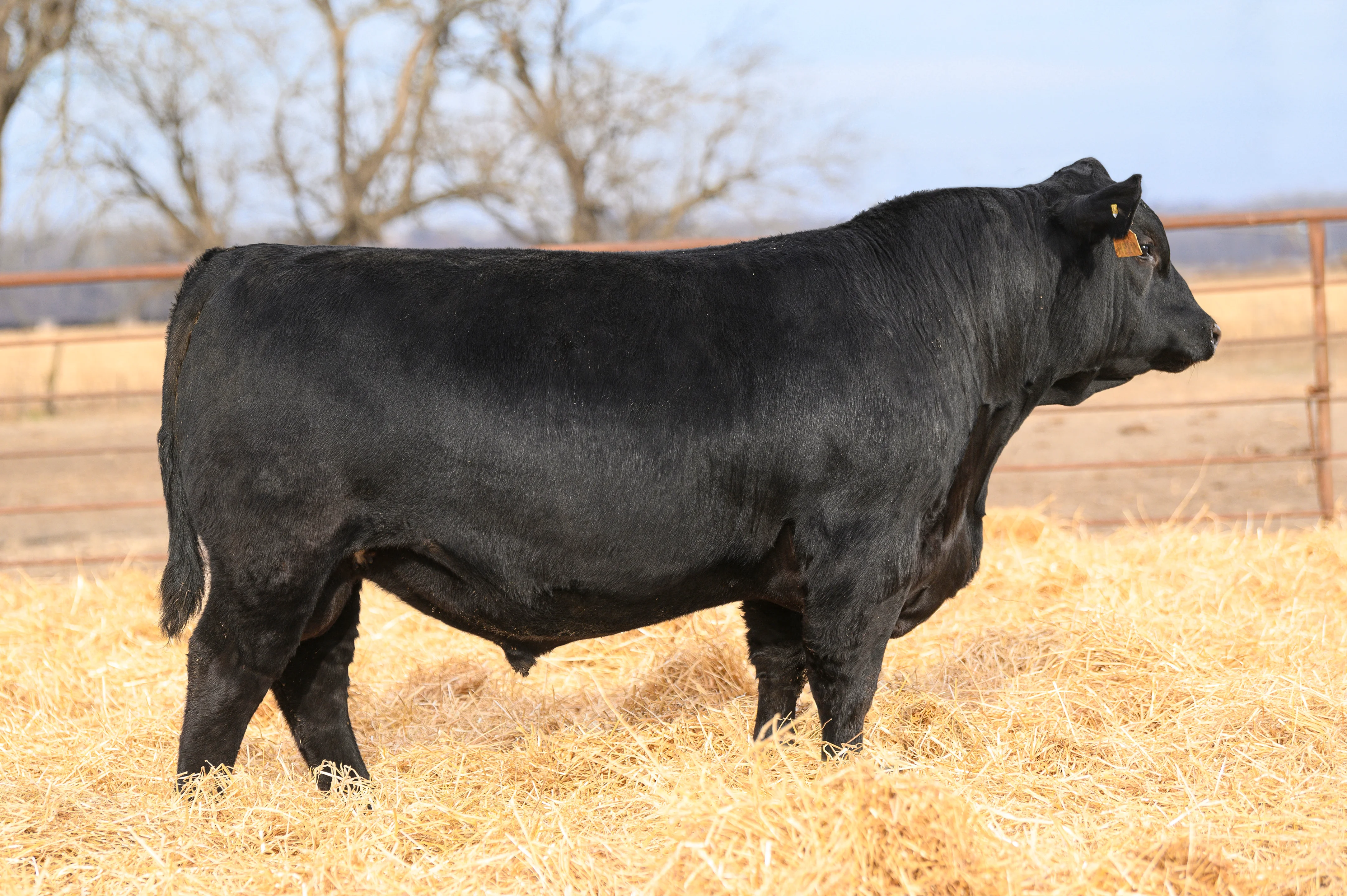 Lot 20: SimAngus bull sired by GAR ASHLAND on Vimeo