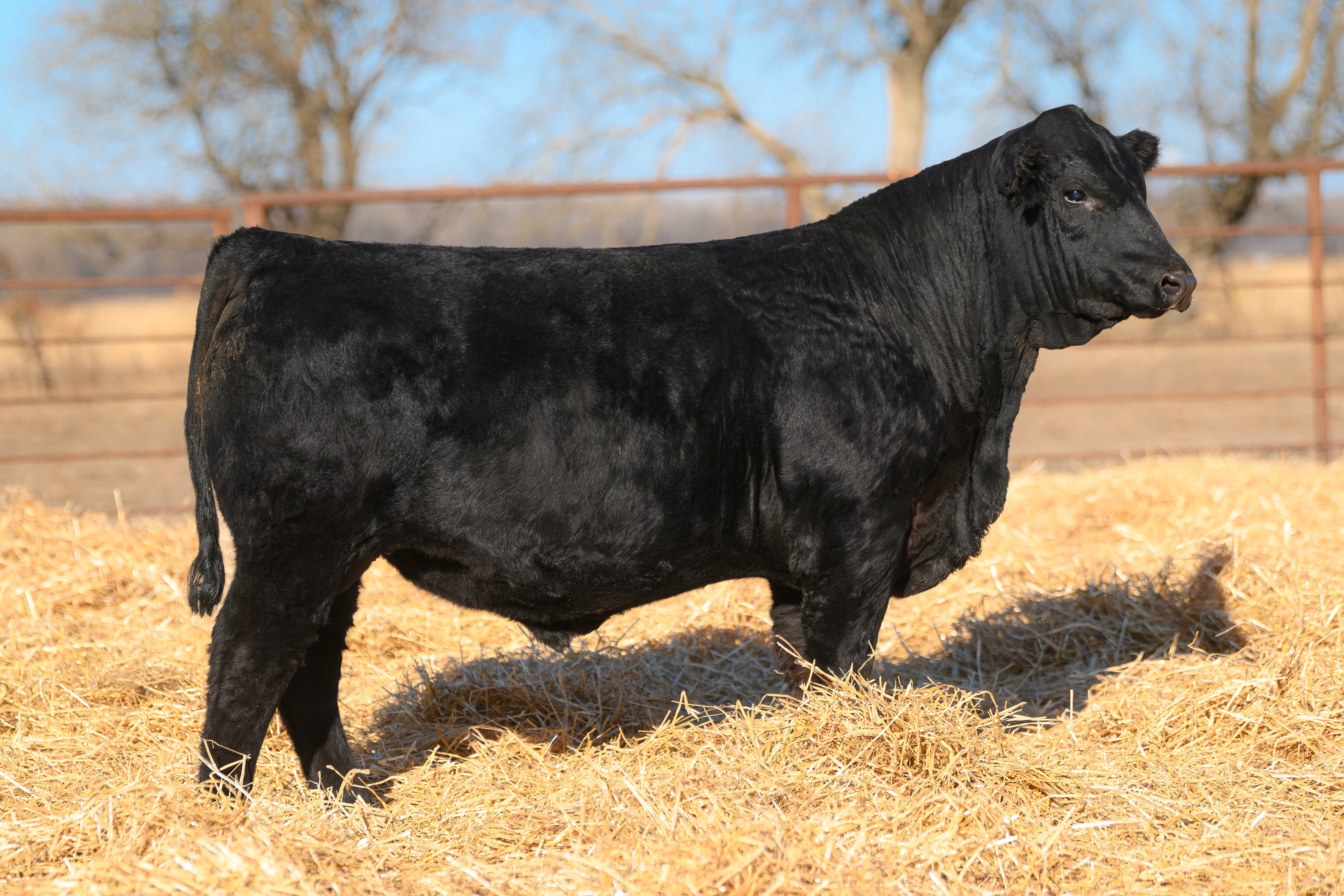 Lot 130: SimAngus bull sired by K M J OFF THE CHARTS D46 on Vimeo