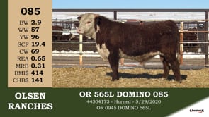 Lot #085 - OR 565L DOMINO 085
