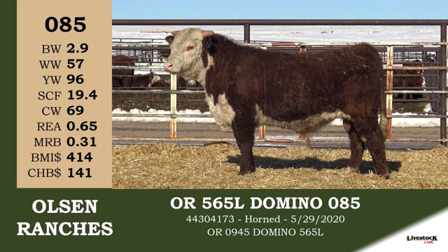Lot #085 - OR 565L DOMINO 085