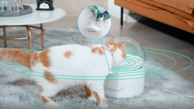 Filterless cat water fountain hotsell