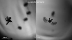 Acrotrichis sericans: il veloce scarabeo volante