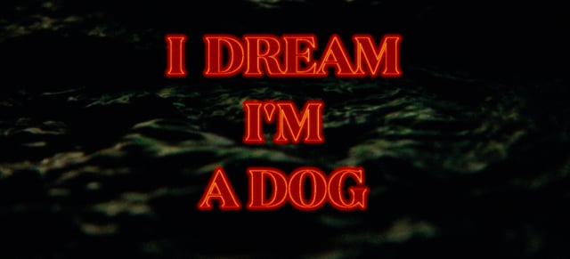 I Dream I’m a Dog