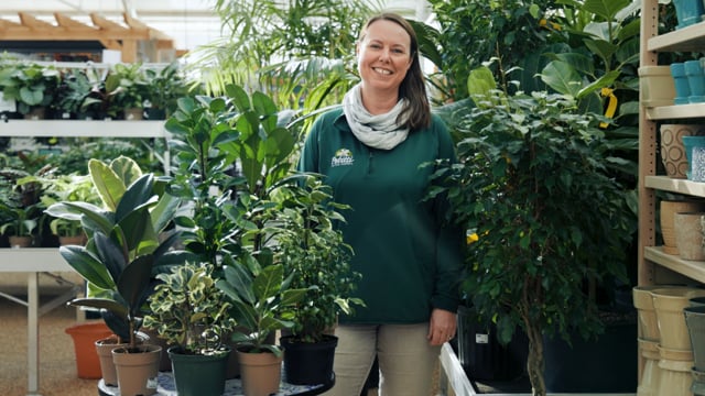 Ficus Spotlight | How to Grow & Care for Rubber Plants & Ornamental Figs