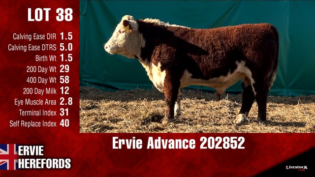 Lot #38 - Ervie Advance 202852