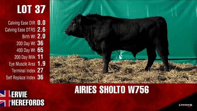 Lot #37 - AIRIES SHOLTO W756
