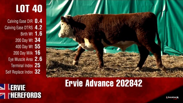 Lot #40 - -OUT- Ervie Advance 202842 -OUT-