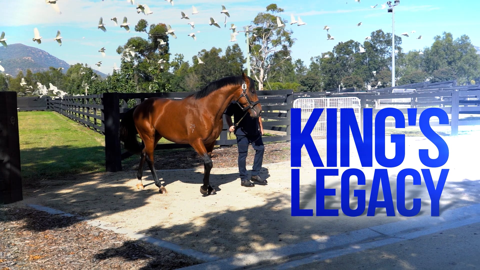 Coolmore Australia Coolmore TV