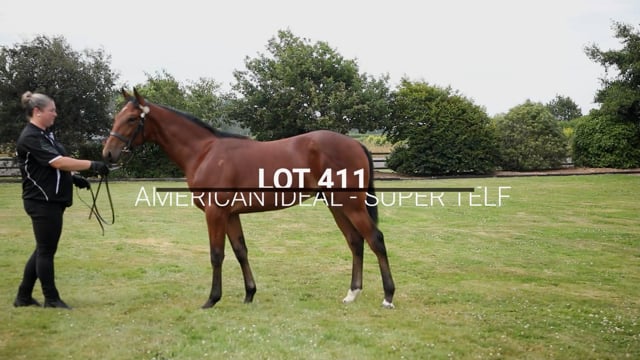 Lot 411