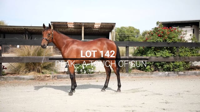 Lot 142