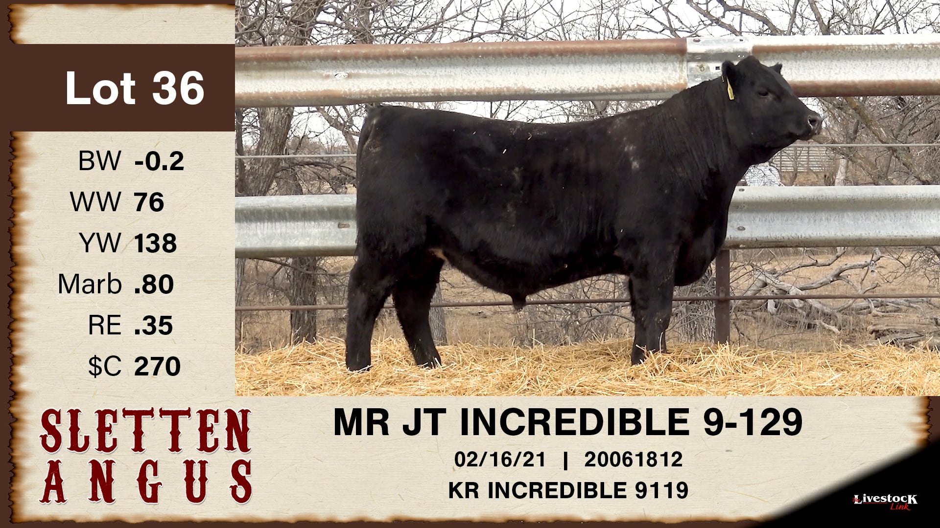 Sletten Angus - Lot 36