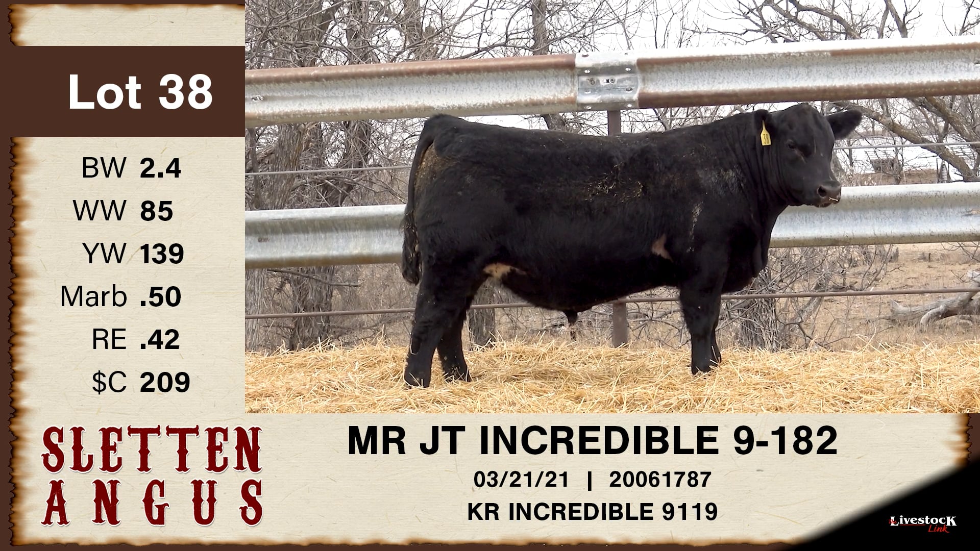 Sletten Angus - Lot 38