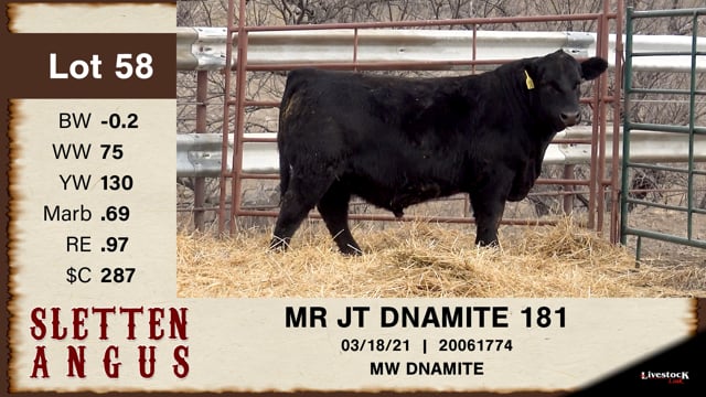 Lot #58 - MR JT DNAMITE 181