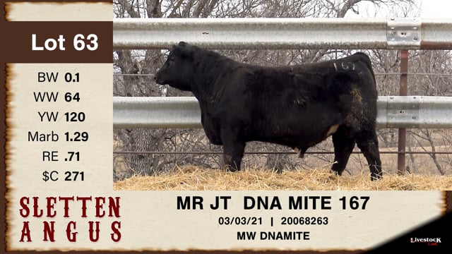 Lot #63 - MR JT DNAMITE 167