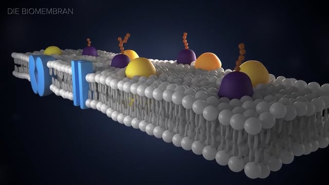 Bio on Vimeo