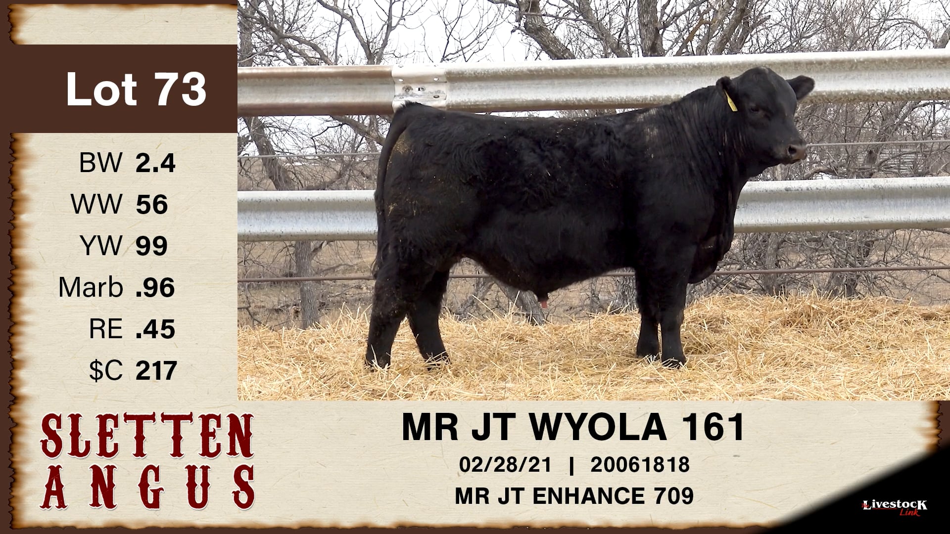 Sletten Angus - Lot 73
