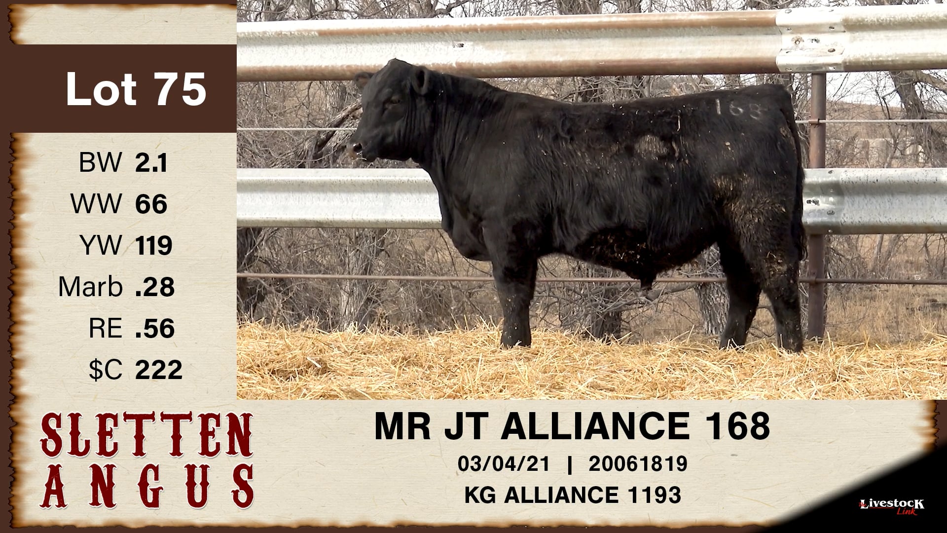 Sletten Angus - Lot 75