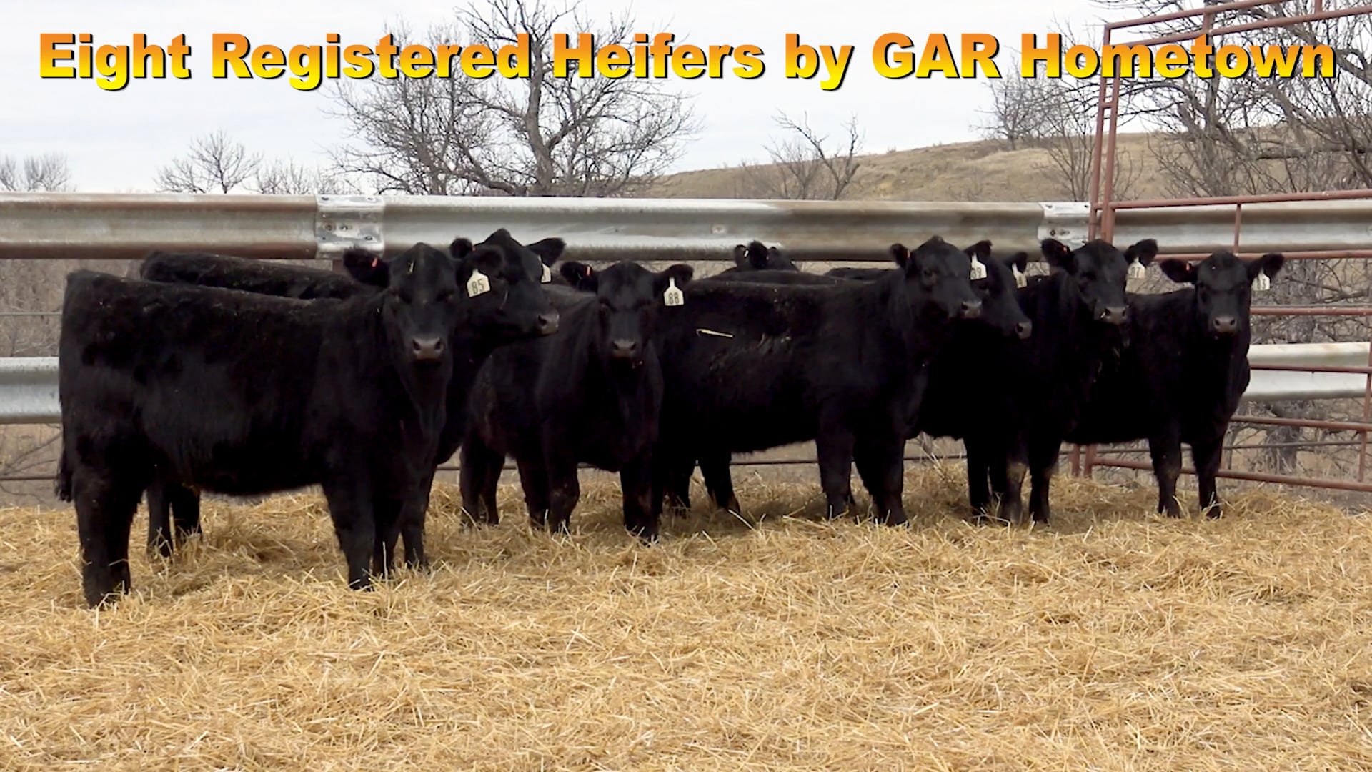 Sletten Angus - 8 GAR Heifers