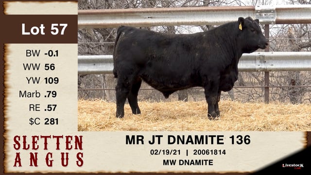 Lot #57 - MR JT DNAMITE 136