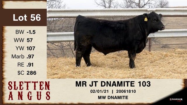 Lot #56 - MR JT DNAMITE 103