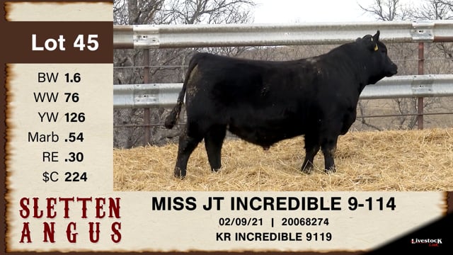 Lot #45 - MISS JT INCREDIBLE 9-114