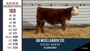 Lot #168 - GR MISS LEADER 231