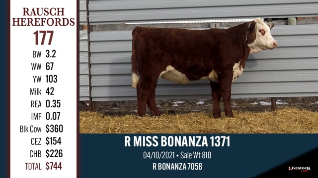 Lot #177 - R MISS BONANZA 1371