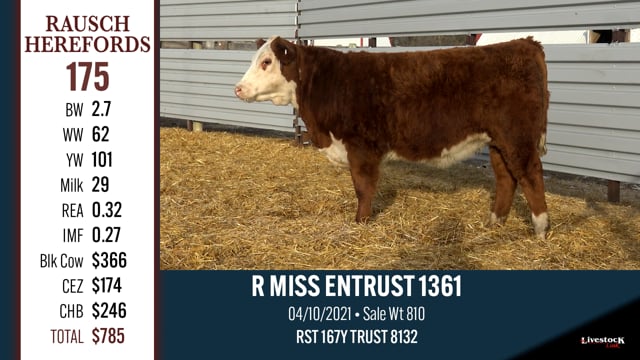 Lot #175 - R MISS ENTRUST 1361