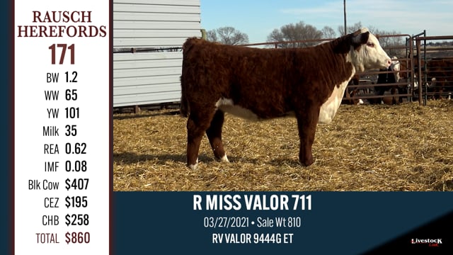 Lot #171 - R MISS VALOR 711