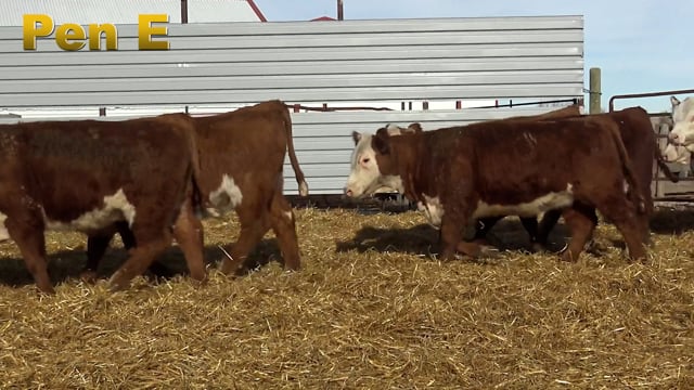 Lot #181 - PEN E