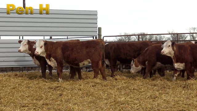 Lot #280 - PEN H