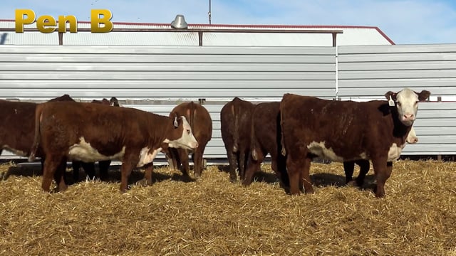 Lot #365 - PEN B