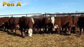 Lot #184 - PEN A