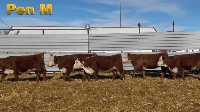 Lot #408 - PEN M