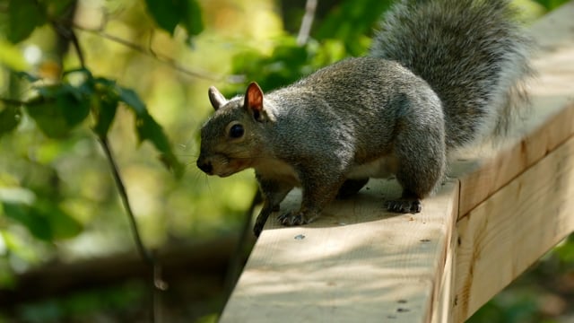 Squirrel Nature Park - Free video on Pixabay