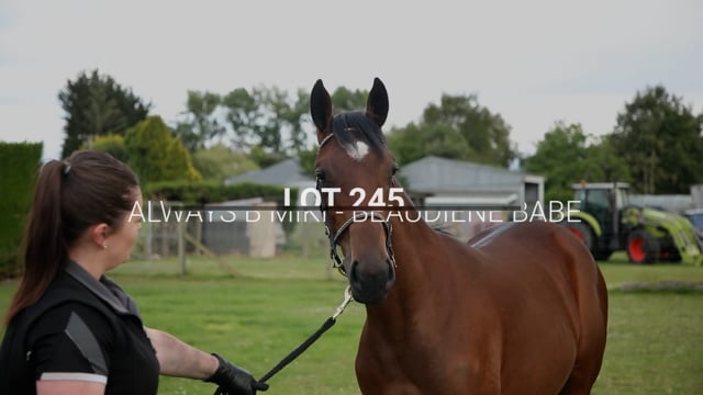 Lot 245