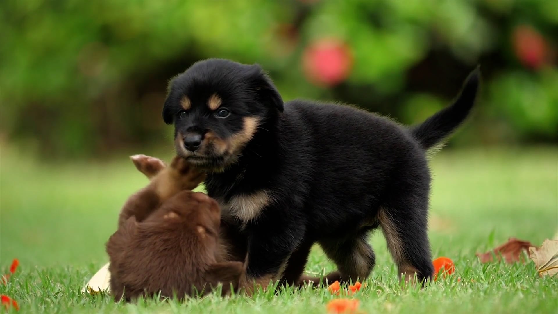 Baby Dogs – Χαριτωμένα και αστεία βίντεο με σκύλους ||  Τα πιο όμορφα σκυλιά |  Αστεία βίντεο για κατοικίδια |