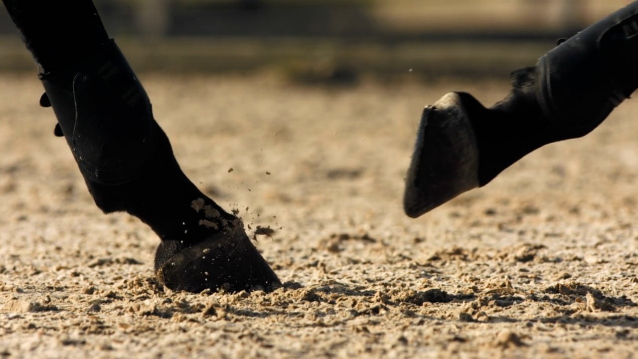 Ocean State Equine Associates logo