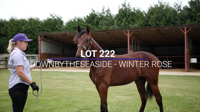 Lot 222