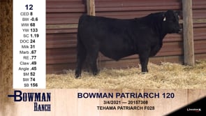 Lot #12 - BOWMAN PATRIARCH 120