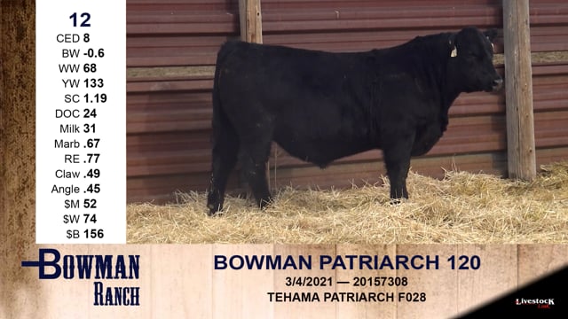 Lot #12 - BOWMAN PATRIARCH 120